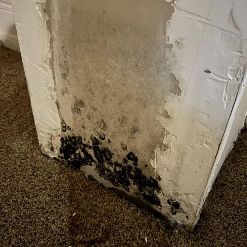 Professional Mold Removal in Adair County, OK